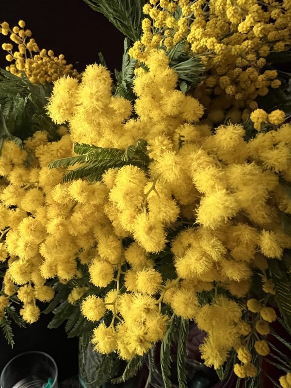 flors de mimosa
