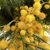 mimosa