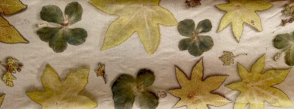 ecoprint/estampació botànica