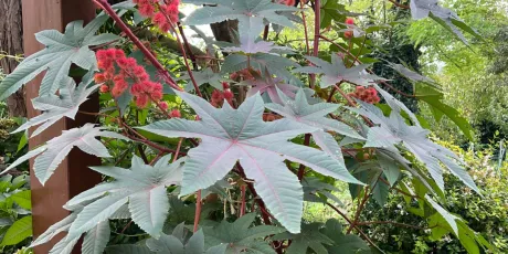 Ricinus communis L.