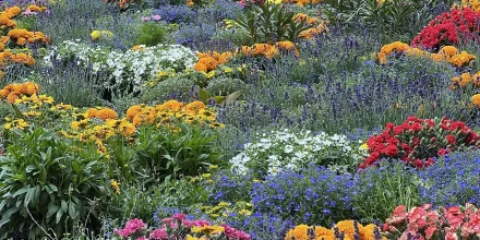 Thumbnail: El jardí tintori