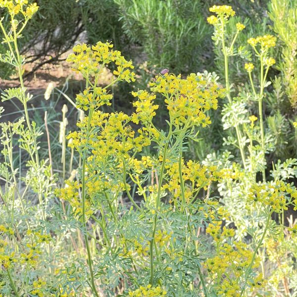 Ruta graveolens